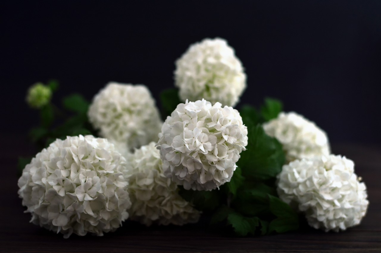 servicii funerare Bucuresti