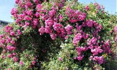 Famous Roses