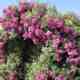 Famous Roses