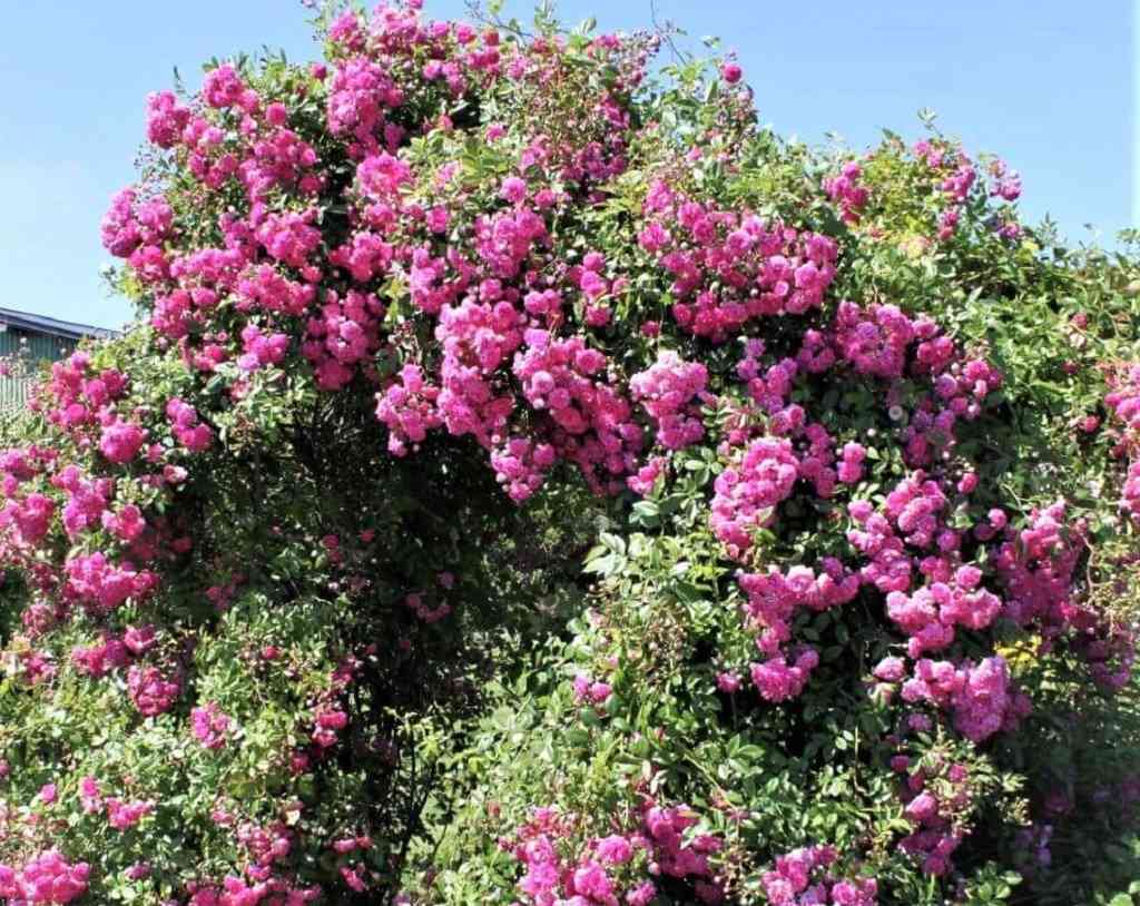 Famous Roses